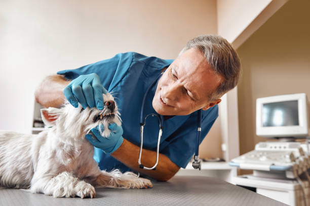 Best Emergency Tooth Extraction in Knox, PA